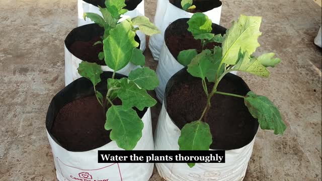 How To Grow Eggplants in Garden Grow Bags at the Terrace gardens.