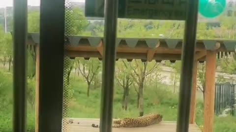 Tickle Leopard