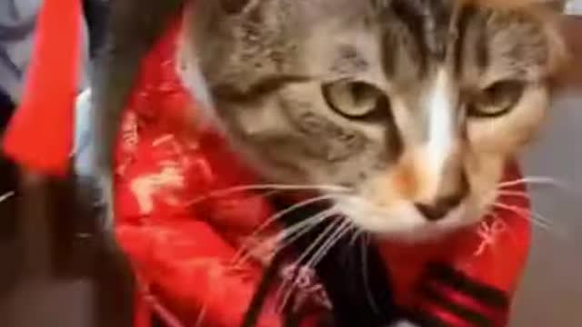 Baby Cats😘 - Cute and Funny Cat Videos Compilation new