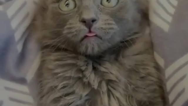 Cute cat reaction to ...