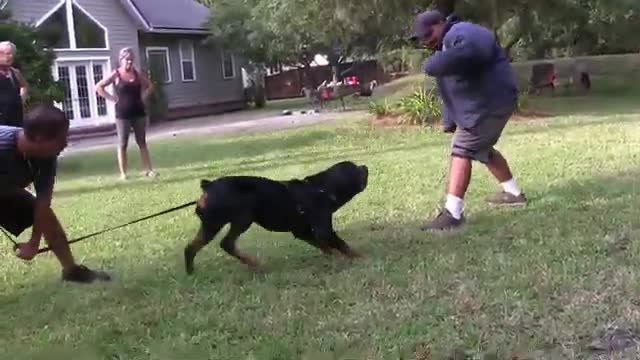 Step by step on how to train a guard dog