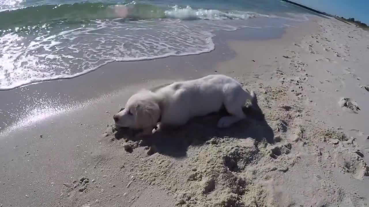 Puppy Isn't Happy When Waves Fill Up His Newly Dug Hole