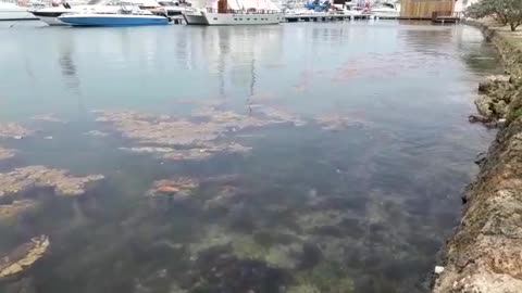 Heces fecales en la bahía