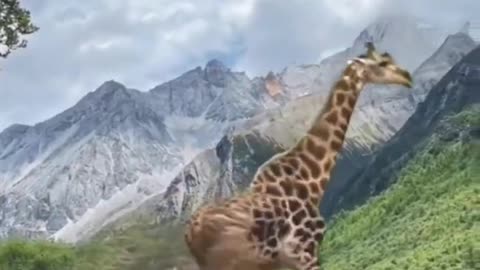 Giraffe