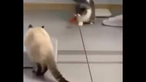 FUNNY CATS 😻😻