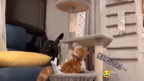 Very Cute Cats Best Funny Cat Videos