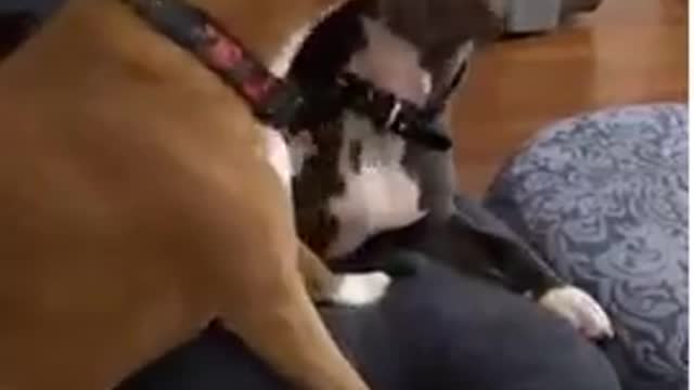 Child Hilariously appalled by her two dogs smooching