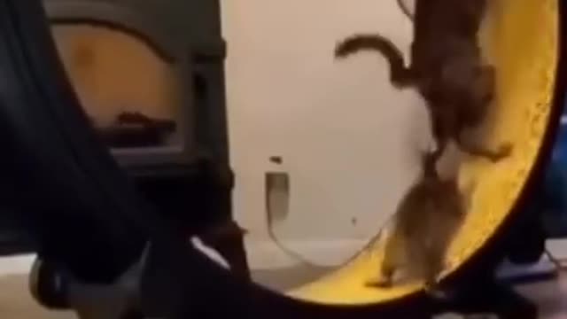 Cat funny video