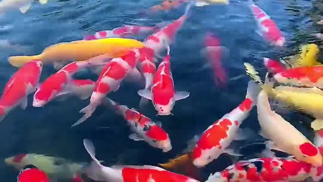 Good luck Koi, good luck comes from all directions