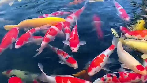 Good luck Koi, good luck comes from all directions