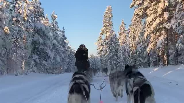 Dog sledding