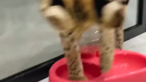 Full grown cat incredibly fits inside pool table corner pocket