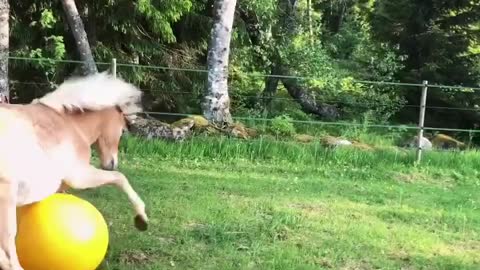 Horse has the best time playing with a yellow ball