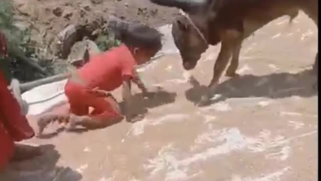 Cow 🐄 calf vs human baby.