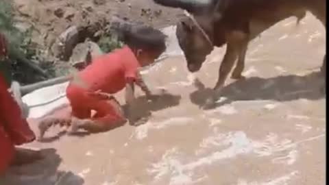 Cow 🐄 calf vs human baby.