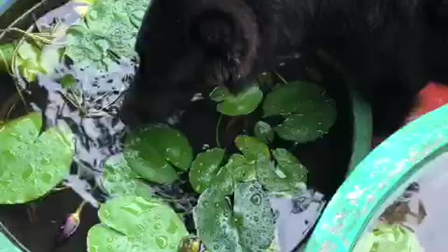 A Dog Drinking water from small pond