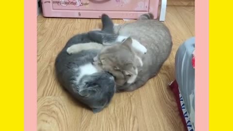 Funny cat and puppy video 🤣