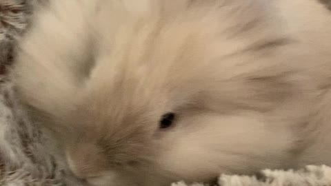 My Cute Bunny