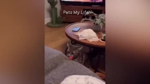 1. "Pawsitively Hilarious: Cats and Dogs Take Over the Internet!"