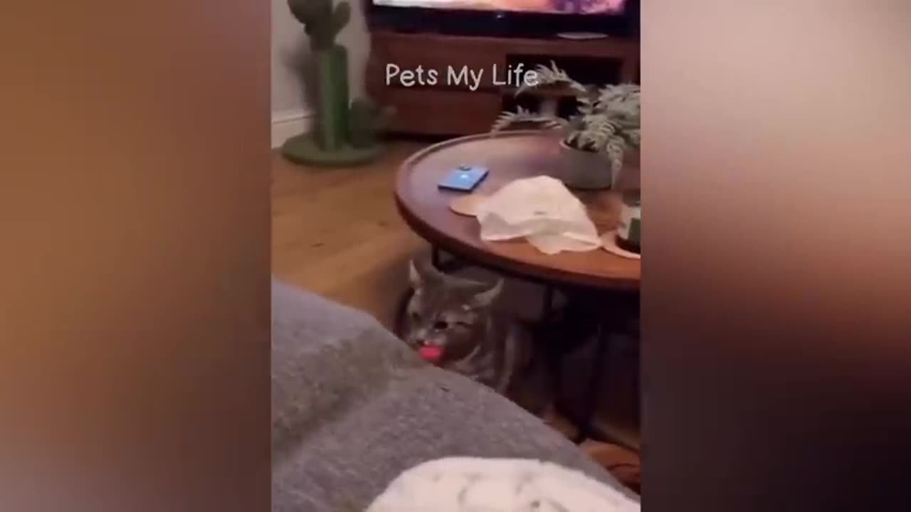 1. "Pawsitively Hilarious: Cats and Dogs Take Over the Internet!"