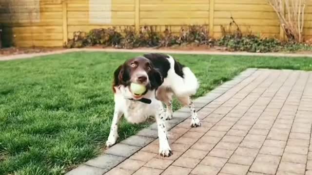 Its tail is often wagged, which shows its special spirit