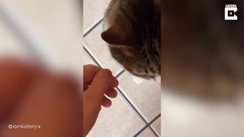 CAT PLAYS THE PIANO WHEN HE'S HUNGRY!