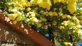 Lady banks roses