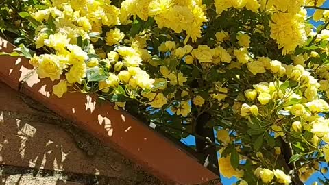 Lady banks roses
