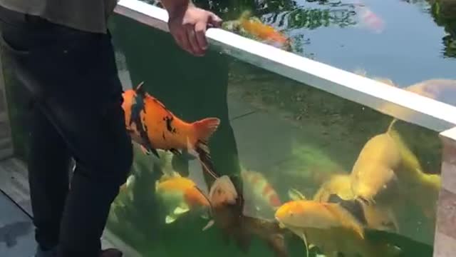 Koi fish pond