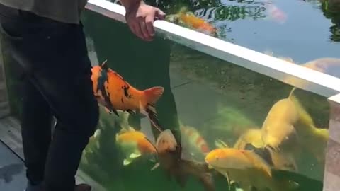 Koi fish pond