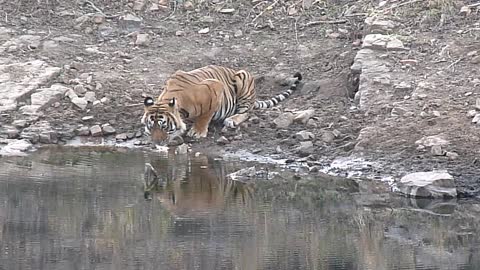 ROYAL BANGLE TIGER DRINK WATER. TIGER SAFARI IN INDIA.