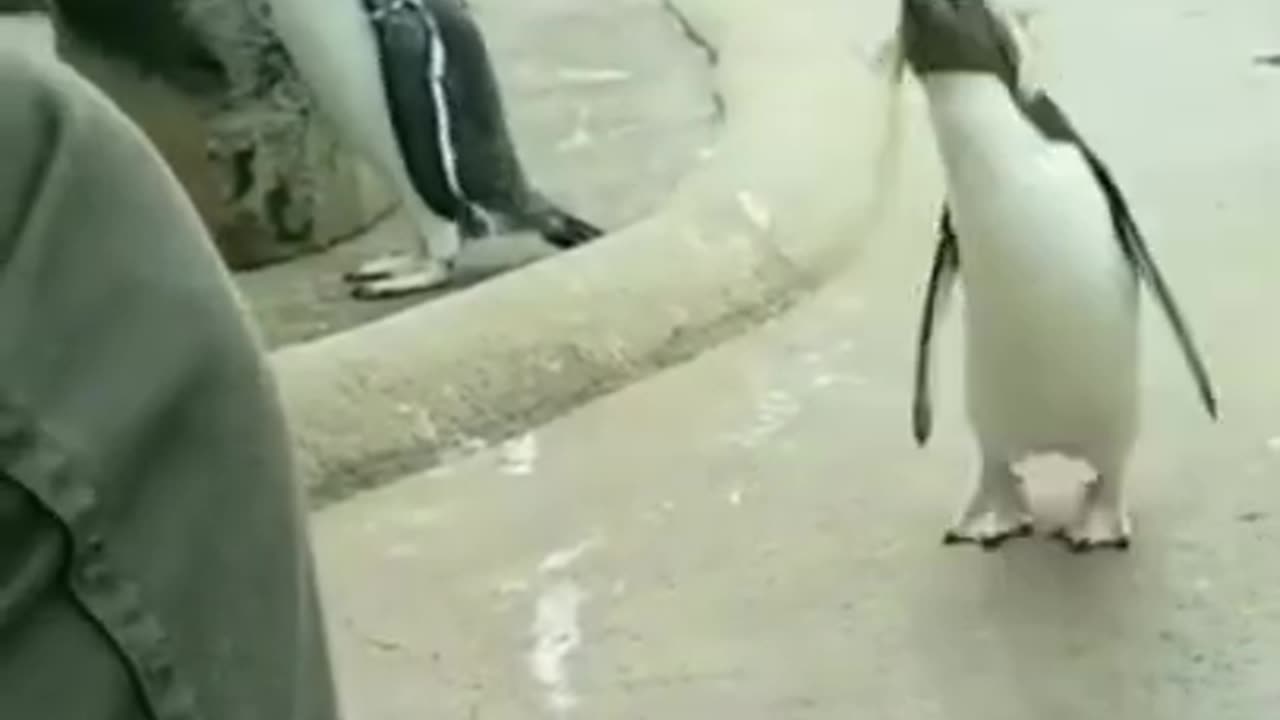 Penguin Dancing Madly #shorts #viral #shortsvideo #video