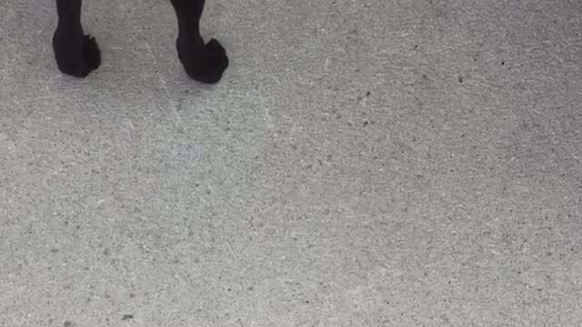 Black dog chases light on sidewalk