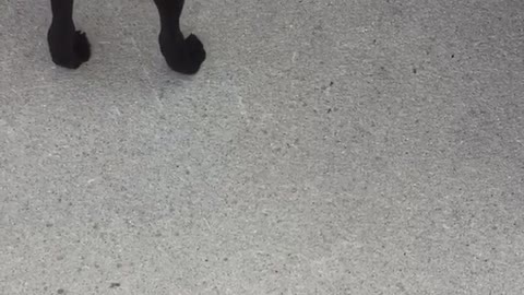 Black dog chases light on sidewalk