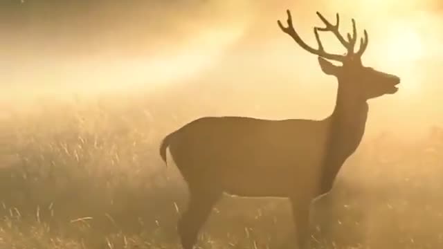 Gorgeous cartoon animals -best capture on my camera -wild life Best deer