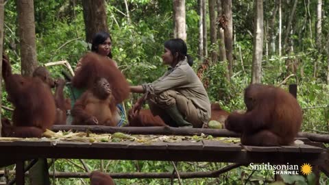 Baby Orangutans Learn How to Crack Coconuts.