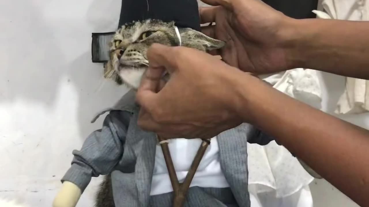 My cat bearing a beautiful look dress.😲😲😺