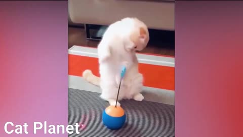 Cute cats afraid of toys while playing