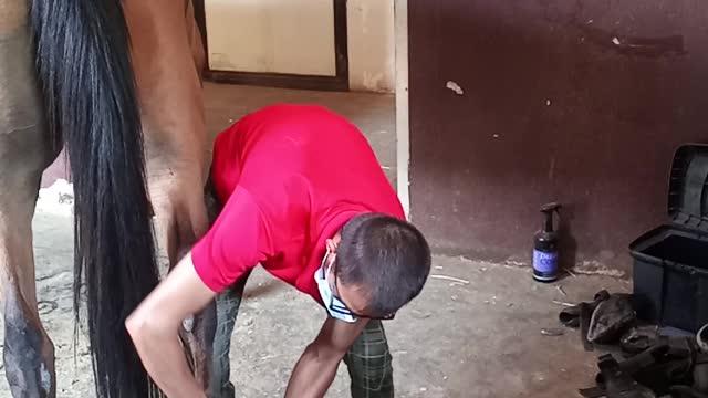 Phil gives a SADDLING UP demo for racing using our superstar TOP V as the demo 🐎