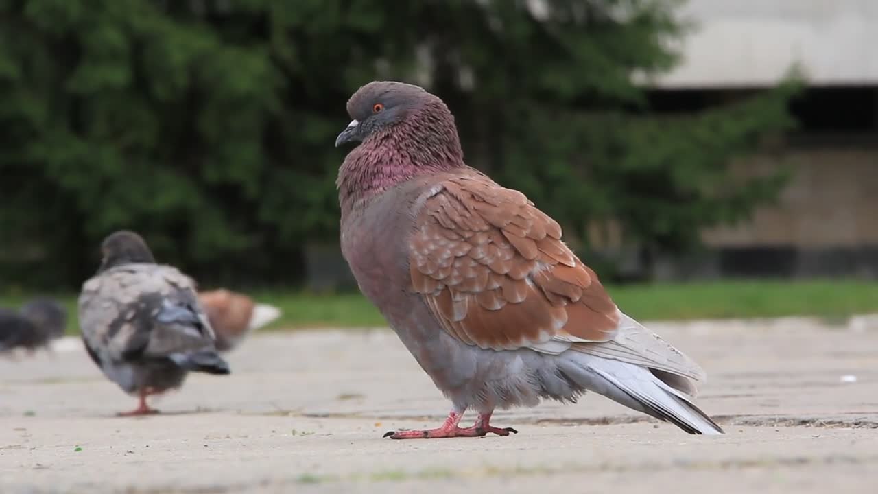 Pigeons on pavement