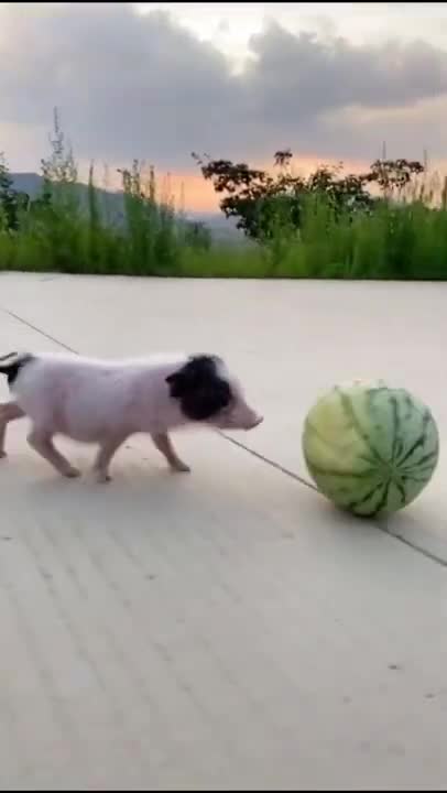 Funny Animal Videos - Awesome Funny Pet Animals | Cute Animals | Super Funny Dog Videos #short video