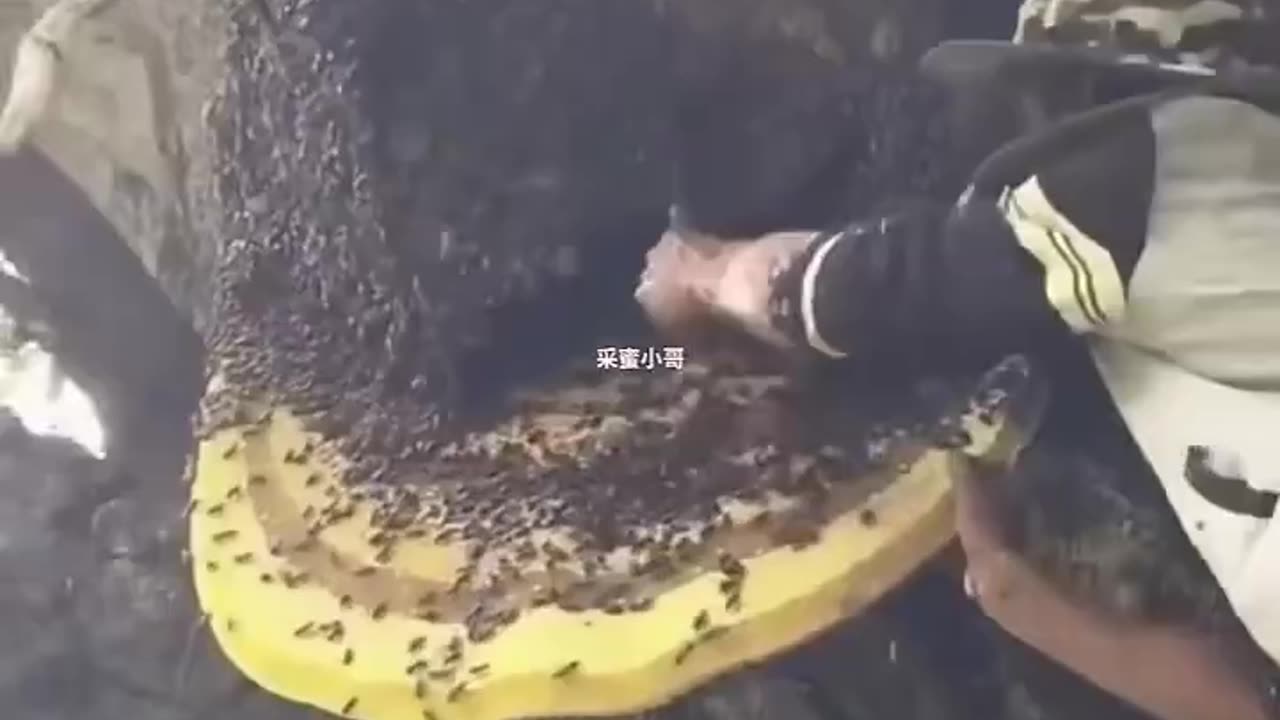 Harvesting Giant Honey Combs
