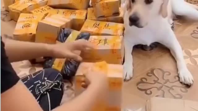 Funny and Cute Dog So Smart 🤣 Funny DOG Videos 😂🐶