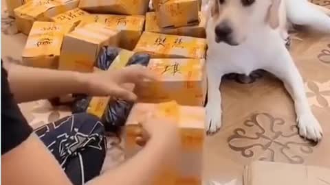 Funny and Cute Dog So Smart 🤣 Funny DOG Videos 😂🐶