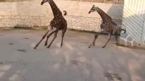 Giraffes are running around