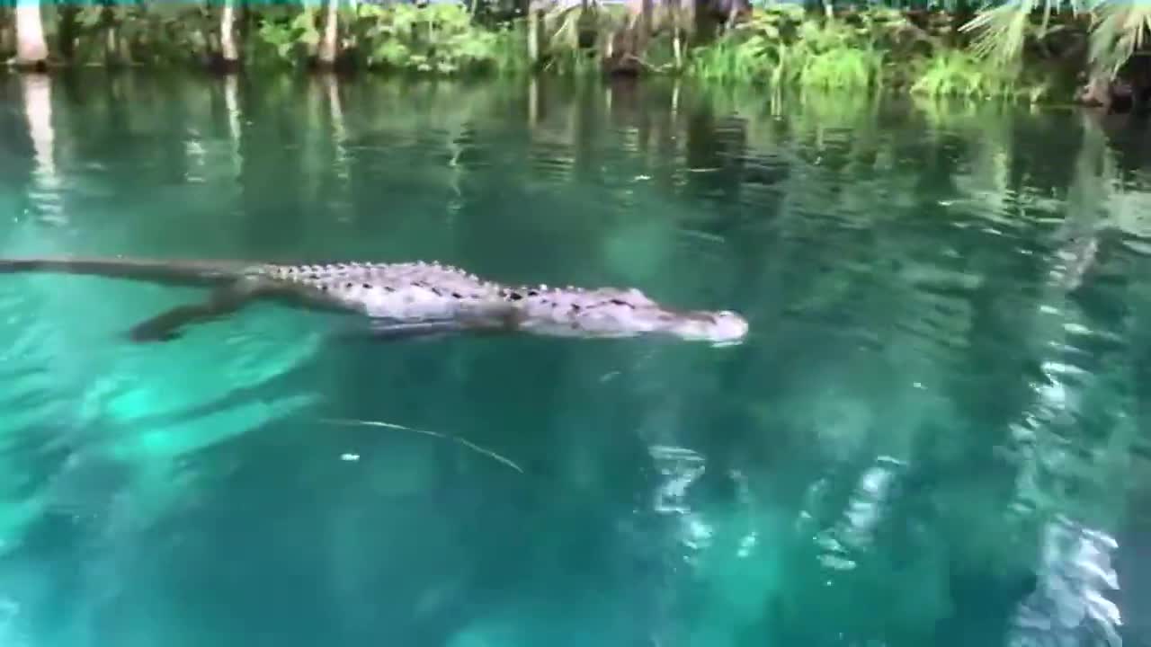 Crocodile 🐊 Tries To Eat Woman 👩