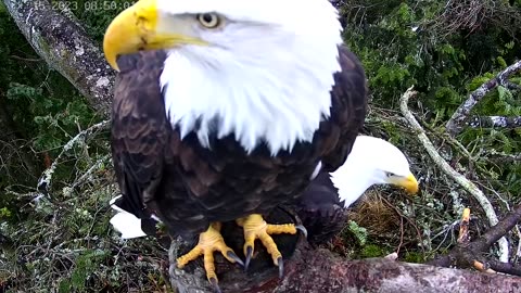 Dangerous Eagle video