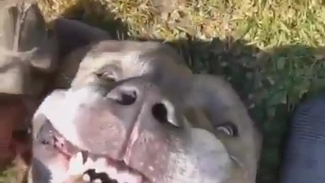 What's doing in Dogs