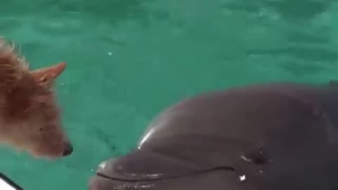 Dog and Dolphin