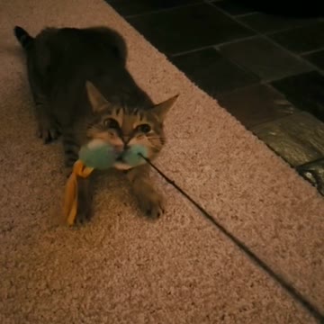 Ohhhhhh !!!!!My cat thinks he's a dog